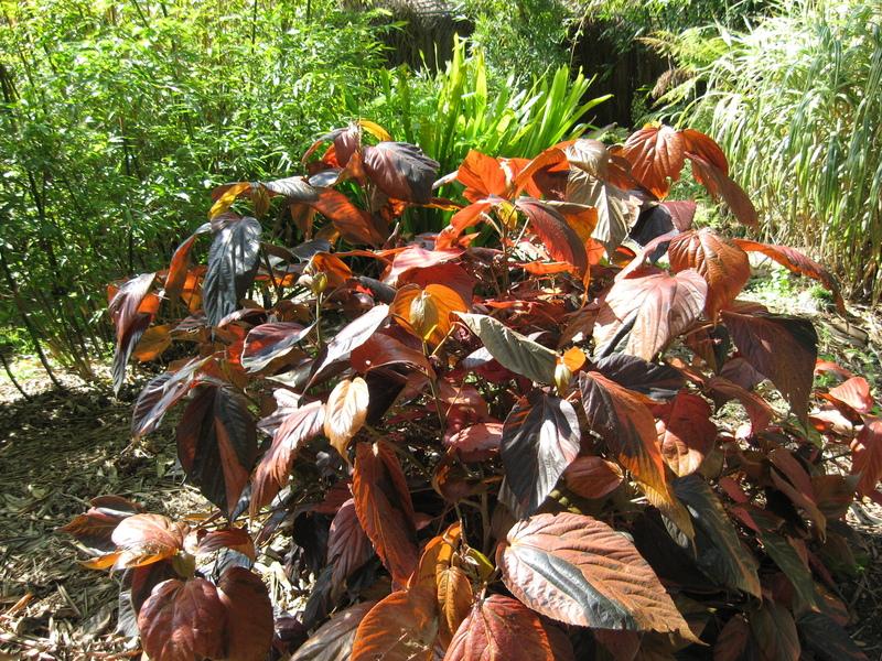 Photo of Copper Leaf (Acalypha wilkesiana) uploaded by wcgypsy