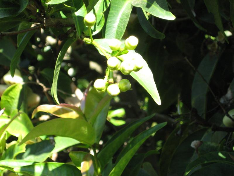 Photo of Java Apple (Syzygium samarangense) uploaded by wcgypsy