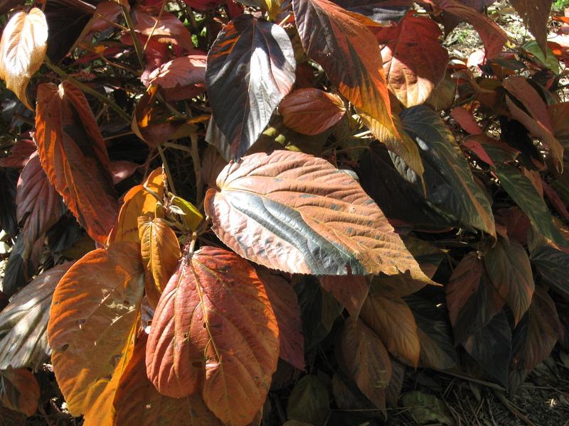 Photo of Copper Leaf (Acalypha wilkesiana) uploaded by wcgypsy