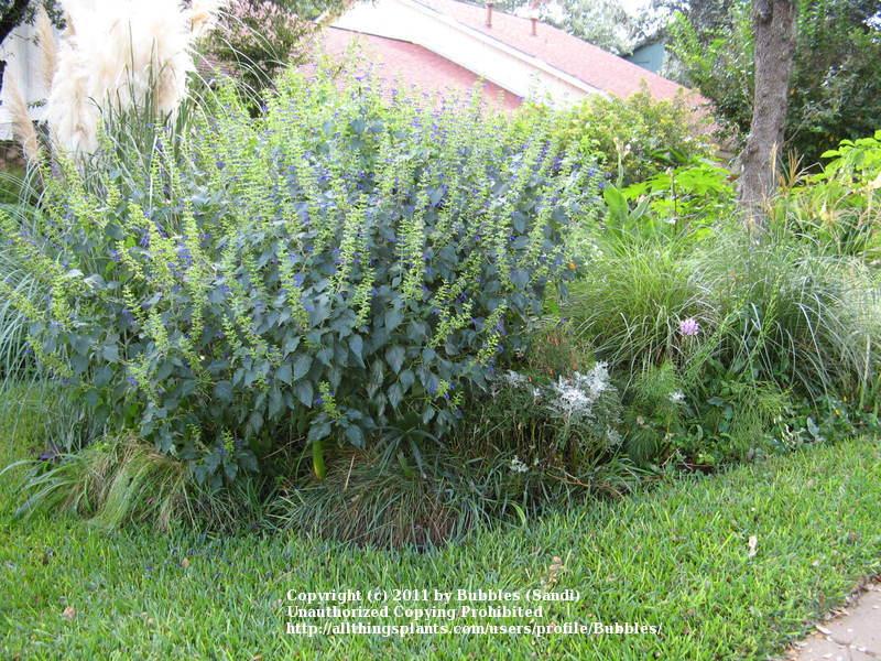 Photo of Mexican Sage (Salvia mexicana 'Limelight') uploaded by Bubbles