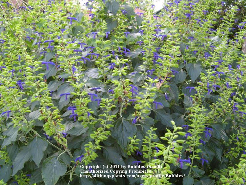 Photo of Mexican Sage (Salvia mexicana 'Limelight') uploaded by Bubbles
