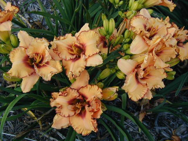 Photo of Daylily (Hemerocallis 'Woman at the Well') uploaded by Calif_Sue