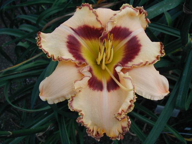 Photo of Daylily (Hemerocallis 'King of the Ages') uploaded by Calif_Sue