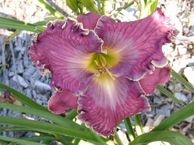 Photo of Daylily (Hemerocallis 'Cup of Cold Water') uploaded by Calif_Sue