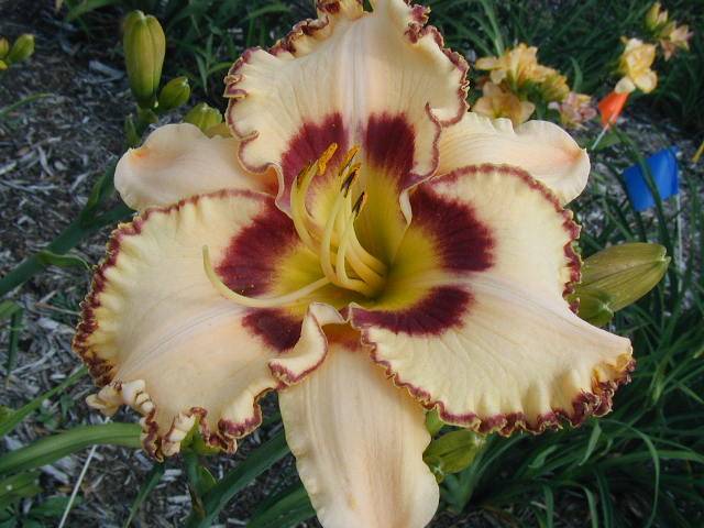 Photo of Daylily (Hemerocallis 'King of the Ages') uploaded by Calif_Sue