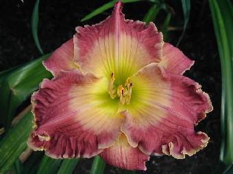 Photo of Daylily (Hemerocallis 'Filled to Overflowing') uploaded by Calif_Sue