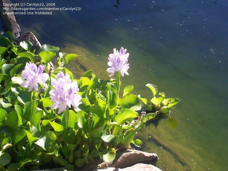 Photo of Water Hyacinth (Eichhornia crassipes) uploaded by Carolyn22