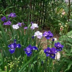 Location: In my garden. 
Siberian Iris Blooms.