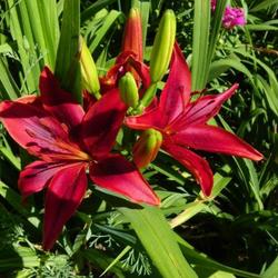 Location: In my garden. 
Date: 2009-04-13
Lily bloom and buds.