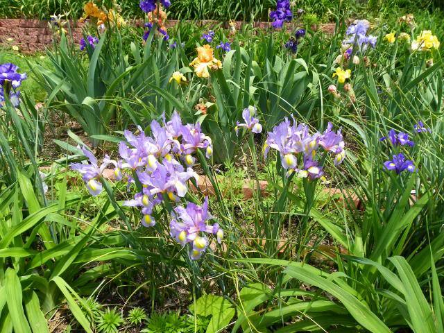 Photo of Dutch Iris (Iris x hollandica 'Silvery Beauty') uploaded by Newyorkrita
