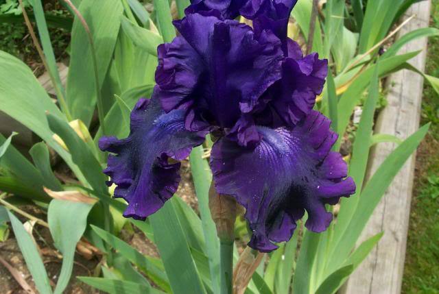 Photo of Tall Bearded Iris (Iris 'Magnificent Masterpiece') uploaded by Newyorkrita