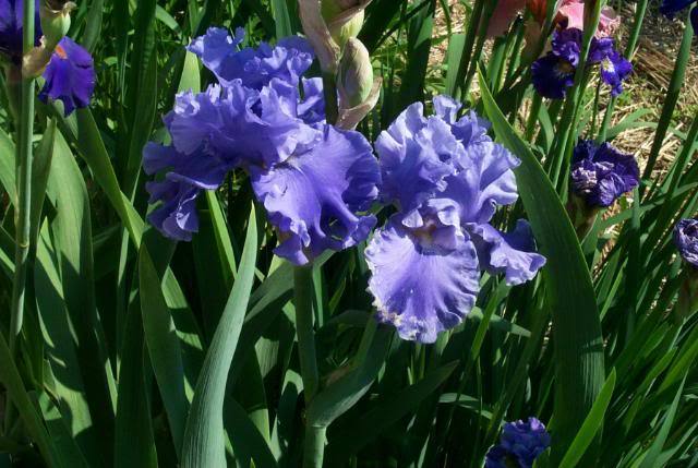 Photo of Tall Bearded Iris (Iris 'Sea Power') uploaded by Newyorkrita