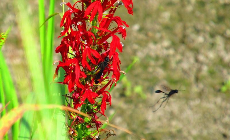 Photo of Cardinal Flower (Lobelia cardinalis) uploaded by jmorth