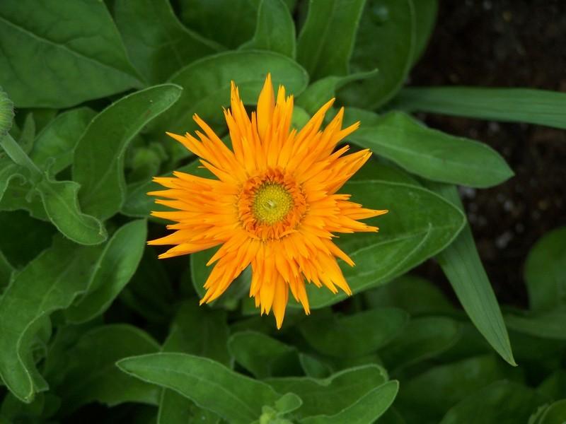 Photo of Pot Marigold (Calendula officinalis 'Orange Porcupine') uploaded by jmorth