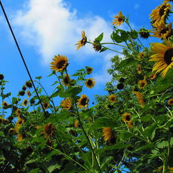 Location: central Illinois
Date: 2011-08-20
very tall