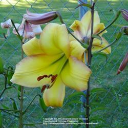 Location: Willamette Valley Oregon
Date: 2010-07-11 
One of my seed grown pink-edged yellow trumpet lilies.