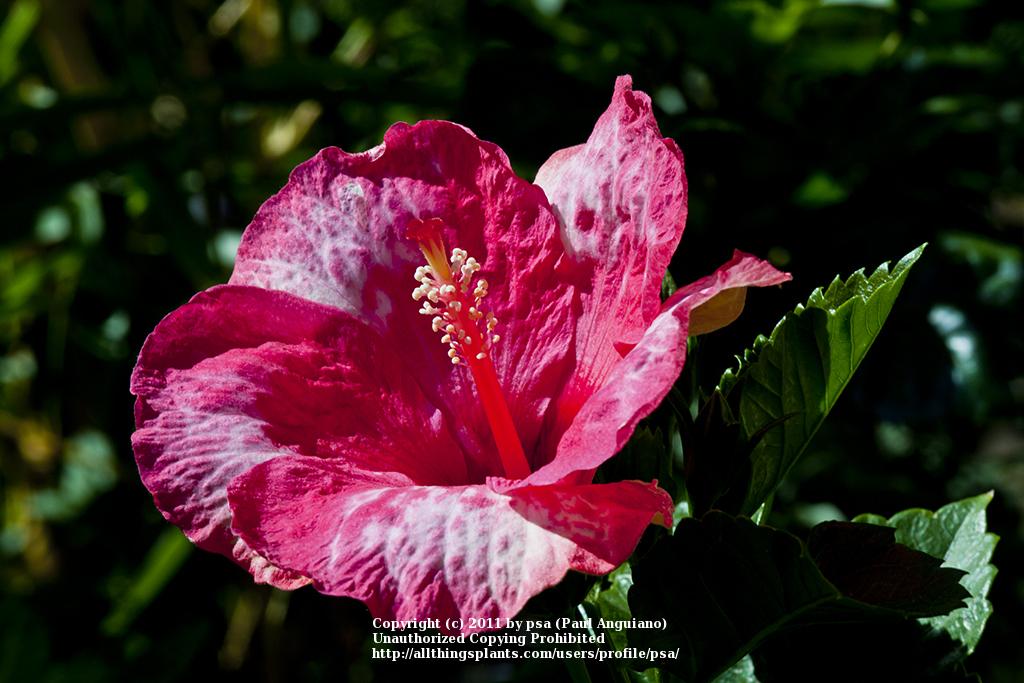 Photo of Tahitian Pink Blizzard Hibiscus (Hibiscus rosa-sinensis 'Tahitian Pink Blizzard') uploaded by psa