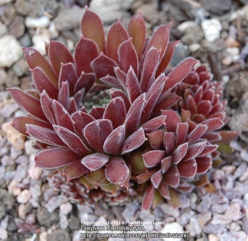 Photo of Hen and Chicks (Sempervivum 'Pacific Red Tide') uploaded by valleylynn