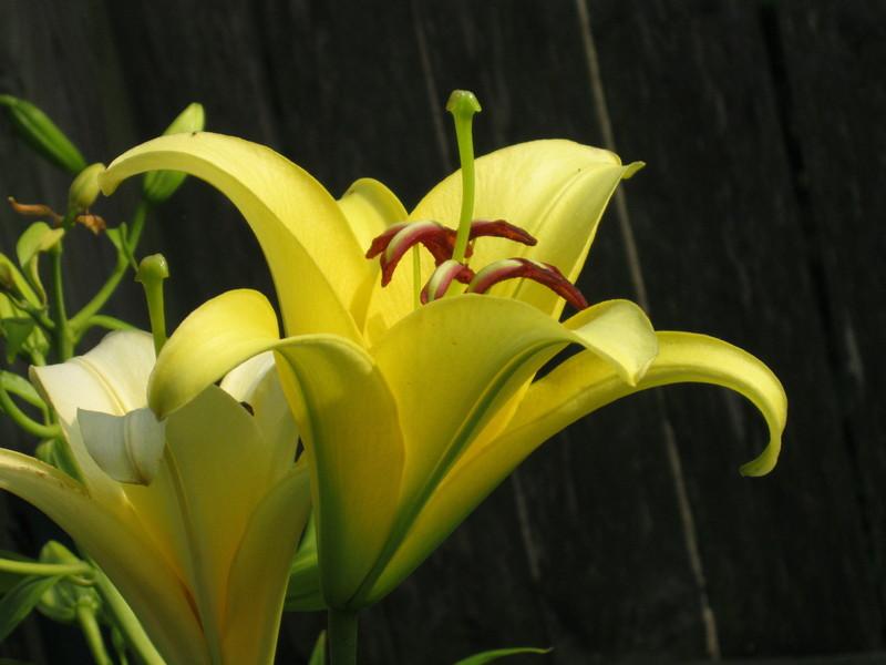 Photo of Lily (Lilium 'Yelloween') uploaded by Carolyn22