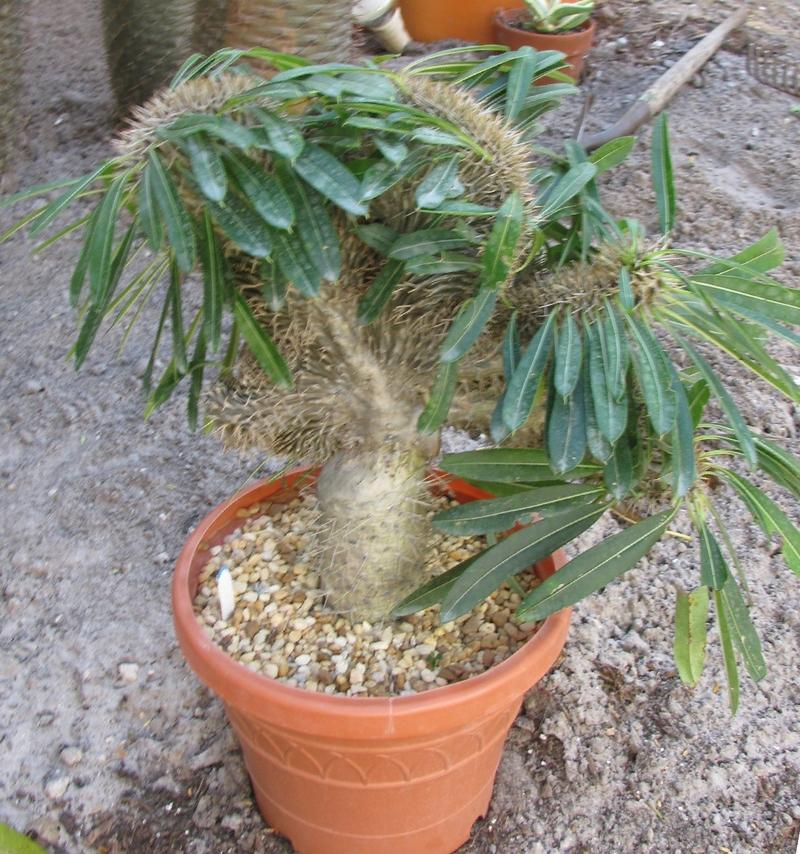 Photo of Crested Madagascar Palm (Pachypodium lamerei 'Cristate') uploaded by Dutchlady1