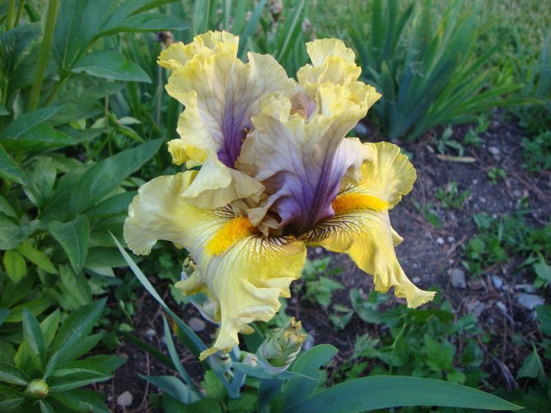 Photo of Tall Bearded Iris (Iris 'Secret Rites') uploaded by Paul2032