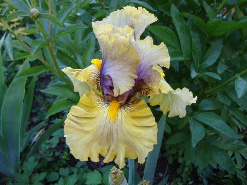 Photo of Tall Bearded Iris (Iris 'Secret Rites') uploaded by Paul2032