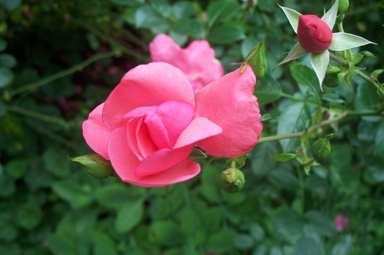 Photo of Rose (Rosa 'Carefree Beauty') uploaded by Sharon