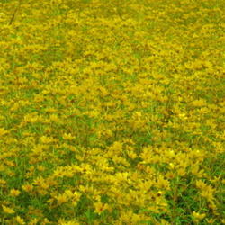 Location: central Illinois
Date: 2011-09-10
wild flower field