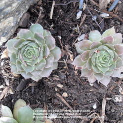 Location: Denver, CO (full sun)
Date: 2011-11-05
New plant-3 mos old. Source: North Hills Nursery