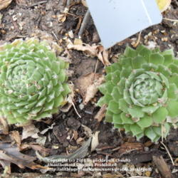 Location: Denver, CO (full sun)
Date: 2011-11-05
New plant-6 mos. Source: Mountain Crest Gardens
