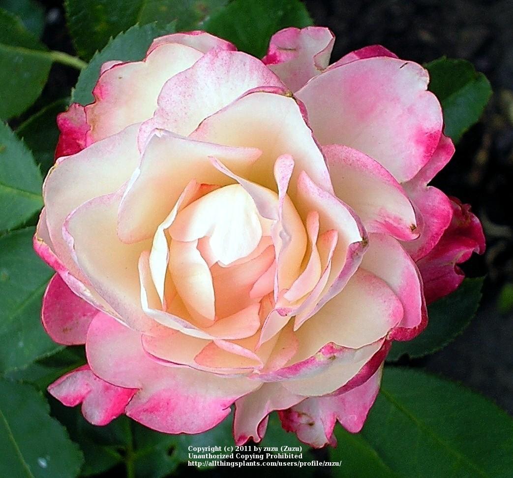 Photo of Rose (Rosa 'Cherry Parfait') uploaded by zuzu