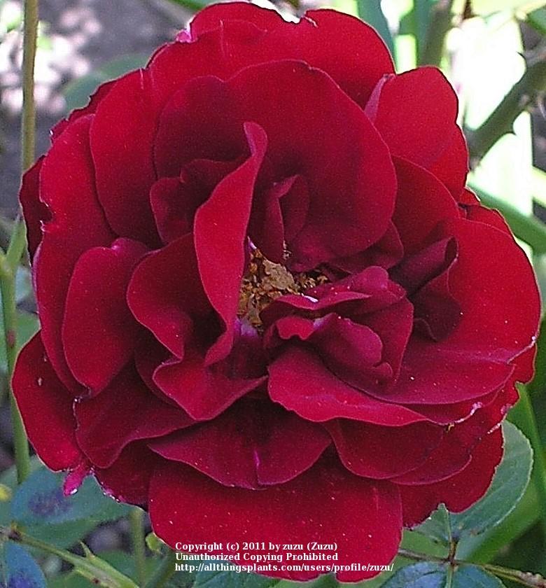 Photo of Rose (Rosa 'J.C. Thornton') uploaded by zuzu
