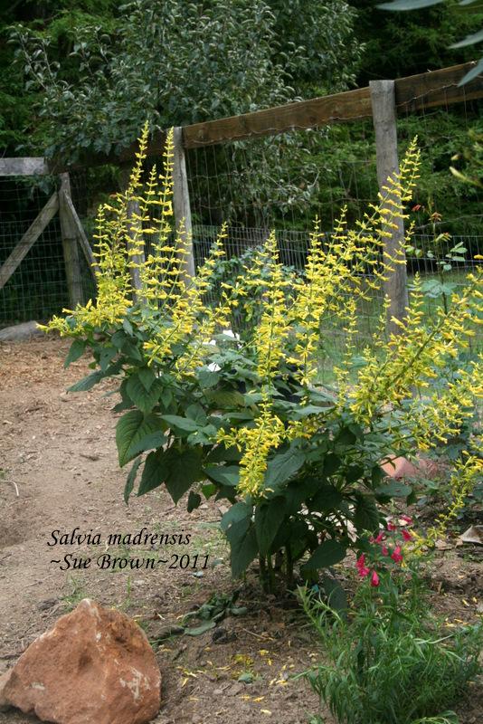 Photo of Forsythia Sage (Salvia madrensis) uploaded by Calif_Sue