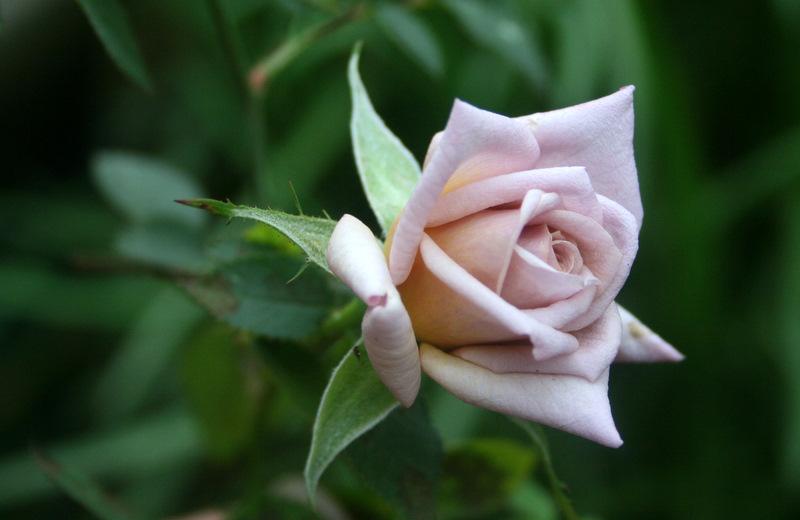 Photo of Rose (Rosa 'Ida Belle') uploaded by Calif_Sue