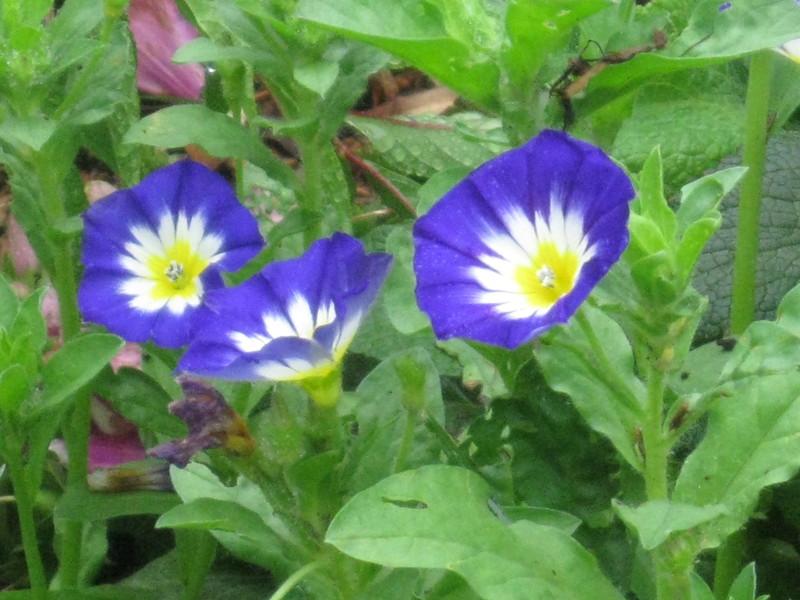 Photo of Dwarf Morning Glory (Convolvulus tricolor 'Royal Ensign') uploaded by Carolyn22