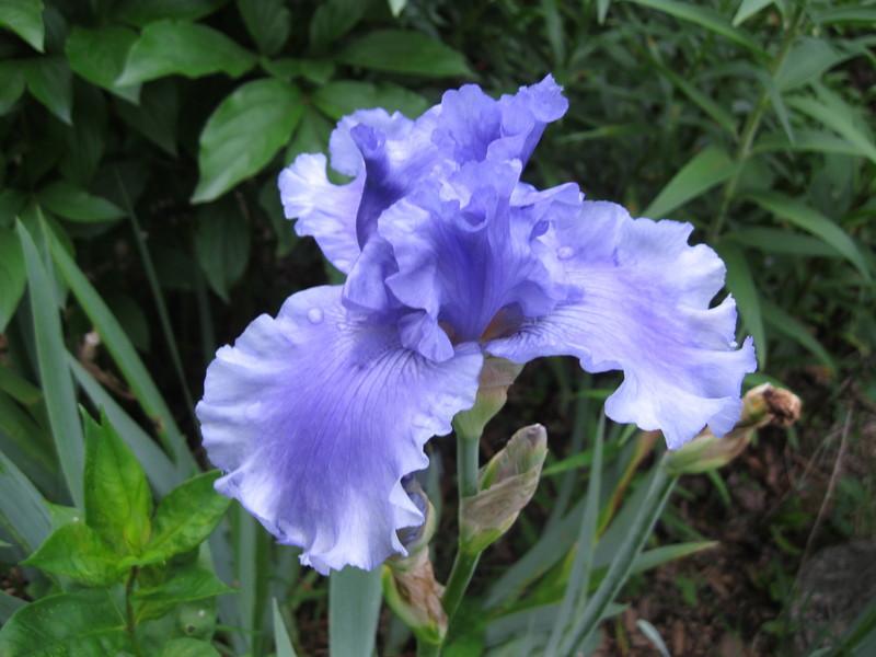Photo of Tall Bearded Iris (Iris 'Yaquina Blue') uploaded by Carolyn22