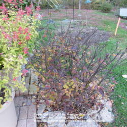 Location: My garden in Kentucky
Date: 2011-10-28
