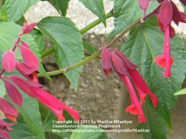 Photo of Red Salvia (Salvia splendens 'Van Houttei') uploaded by Marilyn