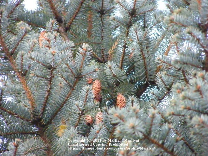 Photo of Colorado Blue Spruce (Picea pungens) uploaded by Marilyn