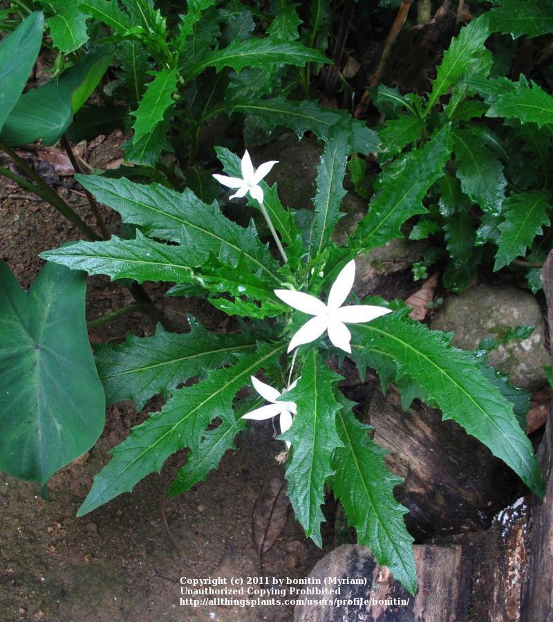Photo of Star of Bethlehem (Hippobroma longiflora) uploaded by bonitin