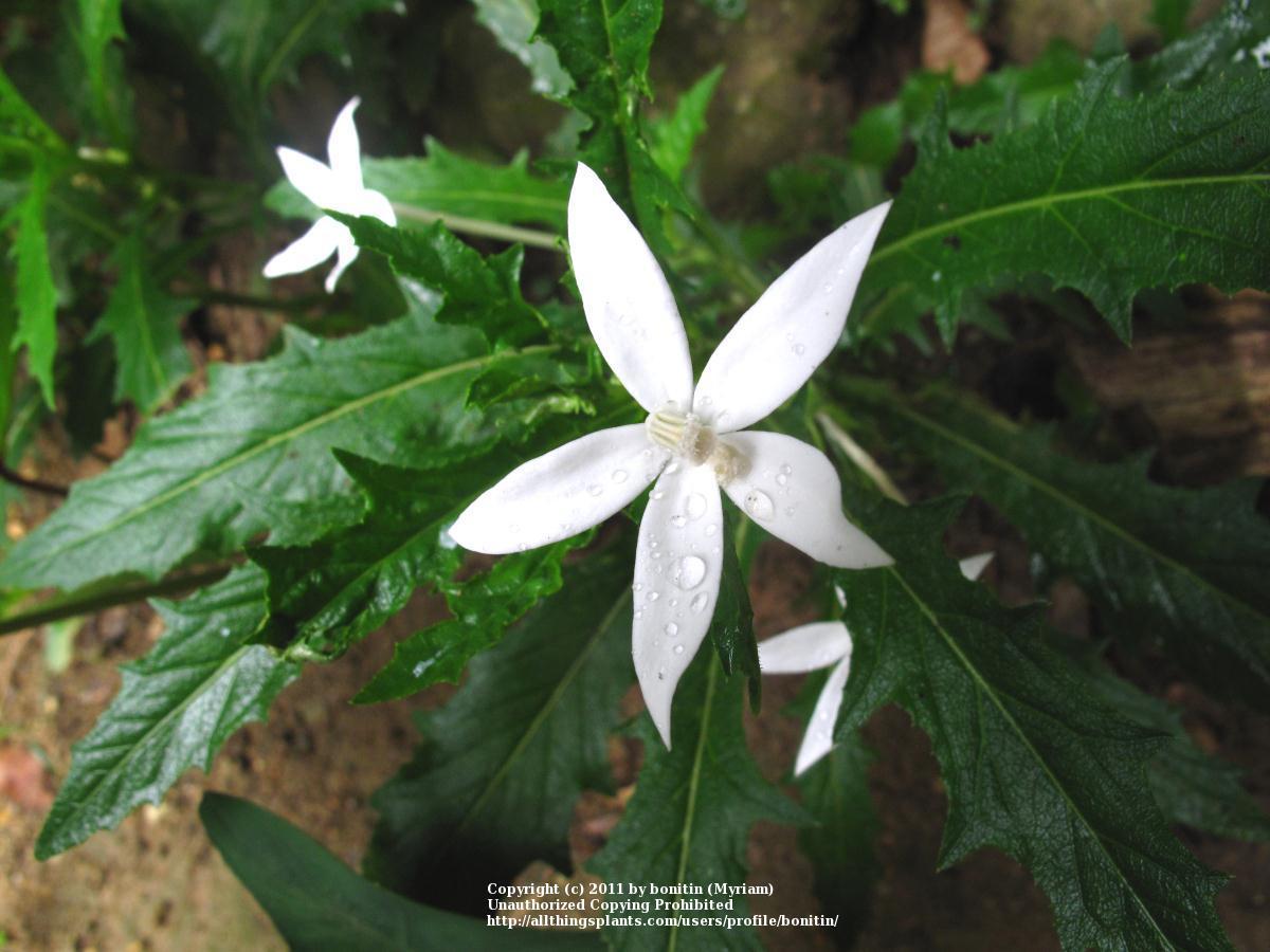 Photo of Star of Bethlehem (Hippobroma longiflora) uploaded by bonitin
