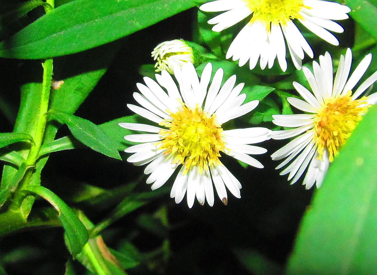 Photo of Hairy Aster (Symphyotrichum pilosum) uploaded by jmorth