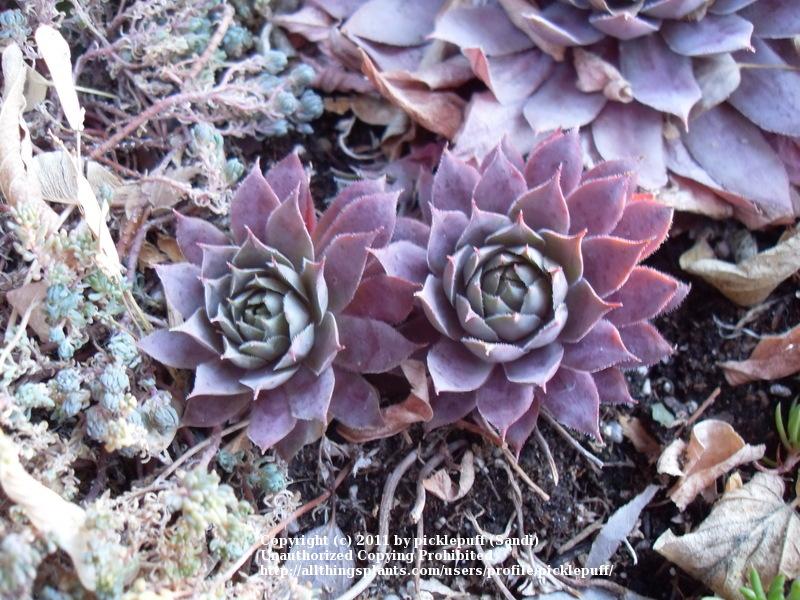 Photo of Hen and Chicks (Sempervivum 'Pacific Jordan') uploaded by picklepuff