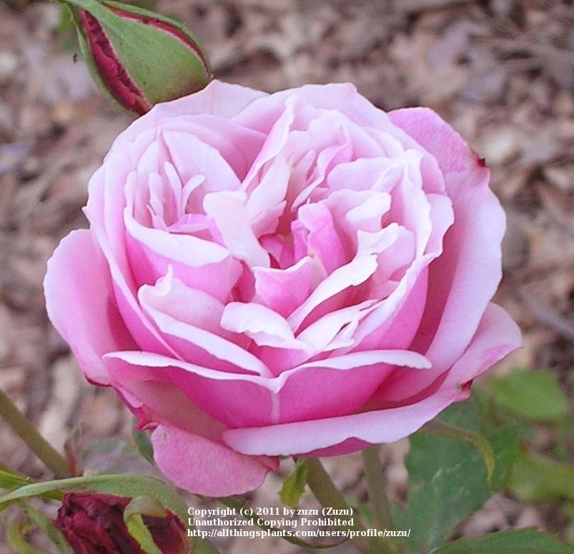Photo of Rose (Rosa 'Archduke Charles') uploaded by zuzu
