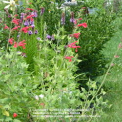Location: My garden in Kentucky
Date: 2010-06-24