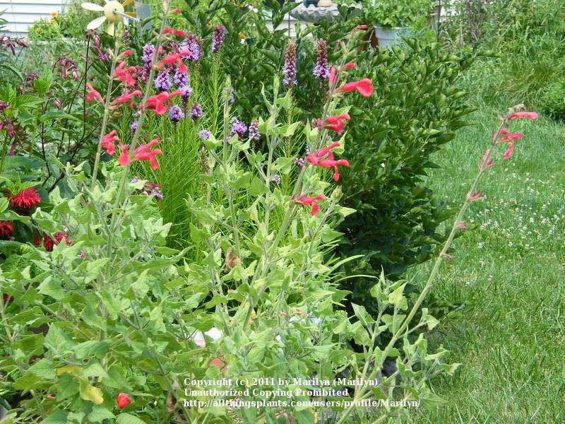 Photo of Red Mountain Sage (Salvia darcyi) uploaded by Marilyn