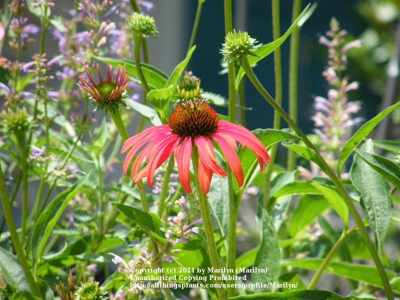 Photo of Coneflower (Echinacea 'Tomato Soup') uploaded by Marilyn