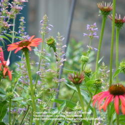 Location: My garden in Kentucky
Date: 2010-06-17