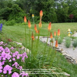Location: My garden in Kentucky
Date: 2010-06-08