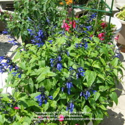 Location: My garden in Kentucky
Date: 2010-06-01